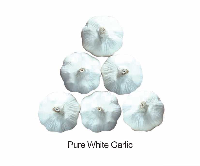 Pure white garlic